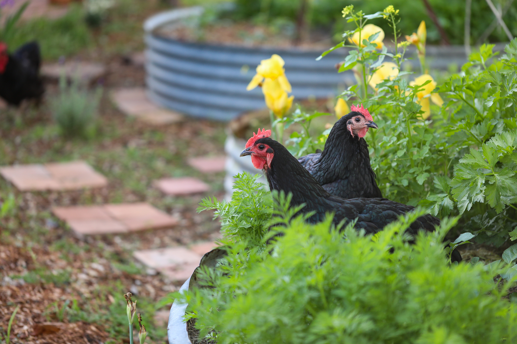Plant a Chicken-Themed Garden